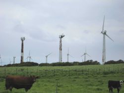 Wind generators at the Kohala wind generating farm at the NW tip of Hawaii. Image