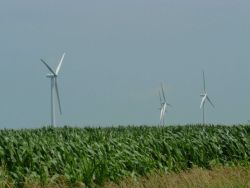 Wind turbines in corn field Image