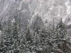 Snow, trees, and mountains. Image