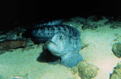 Wolf-eels, Anarrhichthys ocellatus, have powerful jaws for crushing bivalves. Image