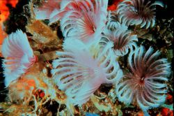 Feather duster worms, a type of annelid worm, and more specifically, tube- dwelling polychaete worms Image