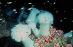 Sea anemones festoon a rocky outcrop off Alaska. Image