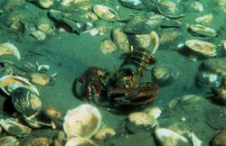 Lobster works a pit in a shell bed Image