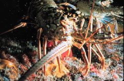 Spiny lobster, unlike its northern relative, has no big crusher claw Image