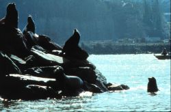 California sea lions bask in the sun, Photo