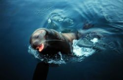 Sea lion rises to bark at a research vessel. Photo