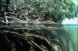 Mangroves roots serve as critical habitat for many species and nutrient filters. Image