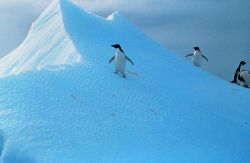 Penguins explore snow-dunes in Antarctica Image