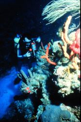 Scientists study reefs for many reasons, economic and ecologic. Image