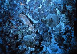 Sea cucumber grazing deep hard bottom off Hawaii. Image