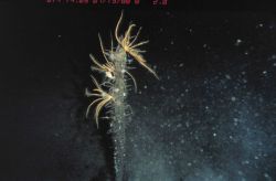 Crinoids and gooseneck barnacles on a dead sponge, over 5000 ft Image