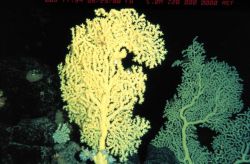 Gold coral on pillow lava in over 1000 ft Image