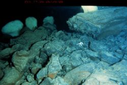 Sponges and crab on a basalt talus slope. Image