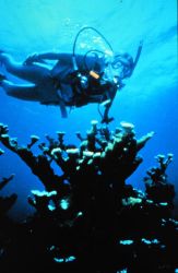 Elkhorn and staghorn corals provide beauty and complexity to the reef. Image