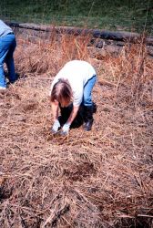 Volunteers plant the Spartina alterniflora seedlings in the dried salt marsh Image