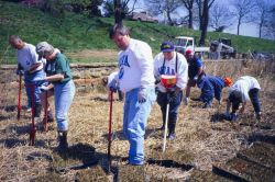 Volunteers plant Spartina alterniflora at Ft Image