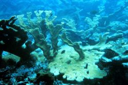 A healthy stand of Elkhorn coral, Acropora palmatta, typically found at the reef prior to the Fortuna Reefer grounding. Image