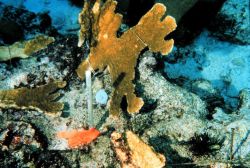 Corals within a monitoring site at the Mona Island restoration area Image