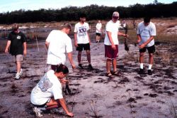 At Cockroach Bay Aquatic Reserve, a volunteer planting of 8,000 planting units of smooth cordgrass, Spartina alterniflora. Image