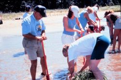 Volunteers plant a salt marsh plant smooth cordgrass, Spartina alterniflora, at the Eastern Neck National Wildlife Refuge on Eastern Neck Island, MD. Image