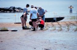 Volunteers plant smooth cordgrass, Spartina alterniflora, as part of the restoration work at the Eastern Neck Refuge. Image