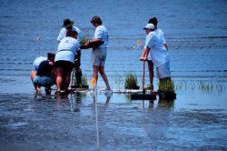 Volunteers plant smooth cordgrass, Spartina alterniflora, as part of the restoration work at the Eastern Neck Refuge Image