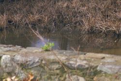 A close up view of the pond above the dam removal site. Image