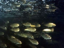 Alewife in Nemasket River, MA Image