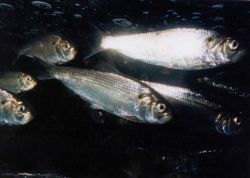 Alewife in Nemasket River, MA Image