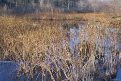 Looking down from the lake and wetlands above the dam at Parker River toward the restoration site. Image