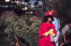 Volunteers remove Brazilian Pepper bushes from native mangrove habitat. Image