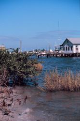 The shoreline at Indian River Lagoon. Image