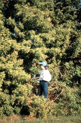 Volunteers cut Brazilian Pepper. Image