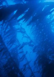 Giant kelp, an important fisheries habitat can grow as much as two feet a day in depths at up to 150 feet. Image