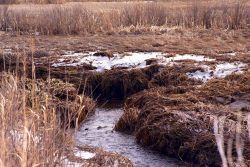 Quivett Creek, on the border of Dennis and Brewster, MA, is in a salt marsh that has been divided in two by a culvert and a small access road Image