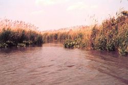 Vegetation in the water and around the creek Image