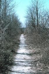 The path that leads to the tide gate at Army Creek. Image