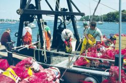 Volunteers who participated in the harvest and transfer day load full bags of quahogs into waiting vessels where the hard-shell clams will be transfer Image