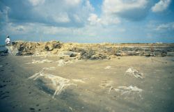 The constructed marsh platform ready for planting. Image