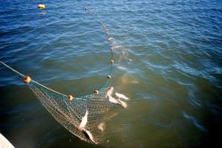 The gillnet catch being brought in. Image