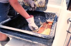 A scientist measures the number and size of blue crabs taken during the crab- pot collection phase of the sampling process for the project. Image