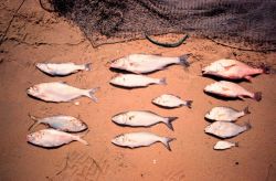 A representative sample of some of the species collected; gizzard shad, menhaden, bluefish, striped bass, Atlantic croaker, and white perch. Image