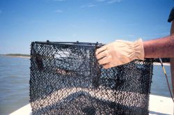 A close-up of a crab pot with fine mesh Image