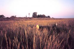 Fyke net sampling for marsh nekton at Knapps Narrows, a reference site. Image
