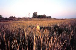 fyke net sampling at Knapp narrows Image