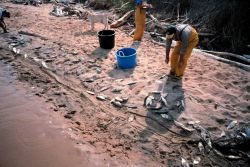 gillnet samples are processed at Coach Island Image