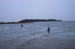 The restoration planting site at high tide. Image