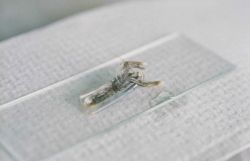A baby lobster is measured before having a microwire tag injected into its carapace Image