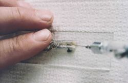 One of a series of images that shows the process of how researchers inject microwire tags into juvenile lobsters. Image