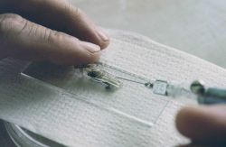 One of a series of images that shows the process of how researchers inject microwire tags into juvenile lobsters. Image